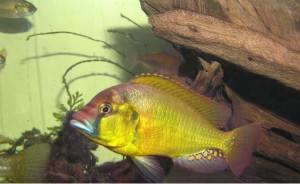 Astatotilapia_burtoni_01