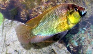 Astatotilyapiya-Bertona.-Haplohromis-Bertona