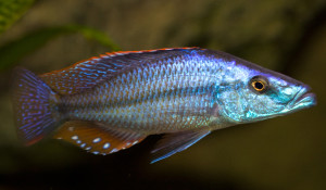 Dimidiochromis-Compressiceps02