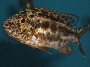 Haplochromis-polystigma-(1)