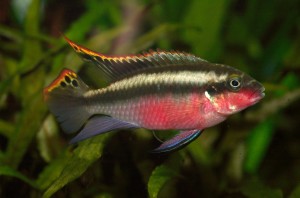 Pelvicachromis_pulcher_(male)_02