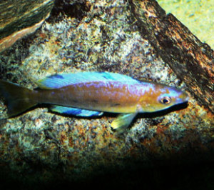 cyprichromis_microlepidotus1