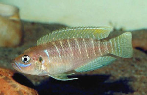 neolamprologus-brevis-1