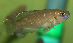 neolamprologus_brevis