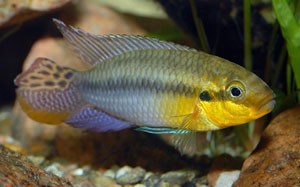 pelvicachromis-subocellatus
