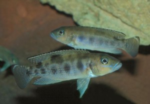Neolamprologus meeli pair from Kalumbnie island in the aquarium of Don Danko