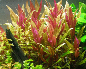 Alternanthera-reineckii-Pink-Roseafolia-where-to-buy-and-information-aquascape-aquarium-planted-tank-redcherryshrimp-5