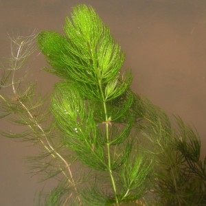 Ceratophyllum-demersum-P-
