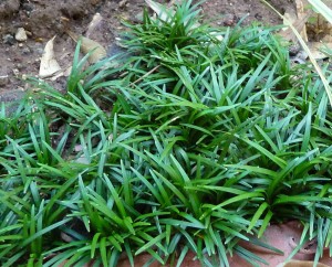 Mondo Grass - Ophiopogon Japonicus 'Kyoto Dwarf' 1