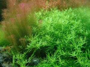 Rotala_sp._green
